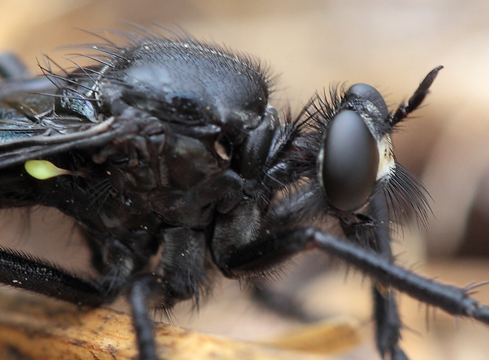 Asilidae?